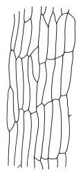Campylopus introflexus, laminal cells c. 800 µm above insertion. Drawn from J.E. Beever 57–53, CHR 461823.
 Image: R.C. Wagstaff © Landcare Research 2018 